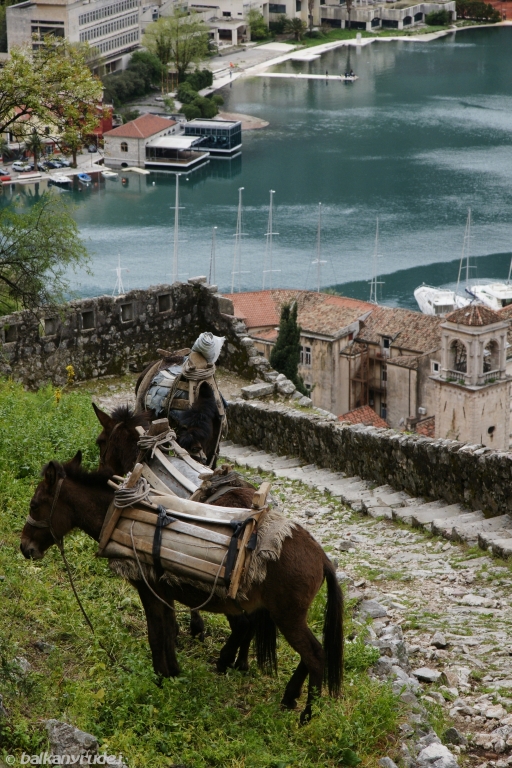 forteca Kotor