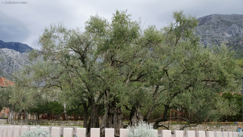 najstarsze drzewo oliwne