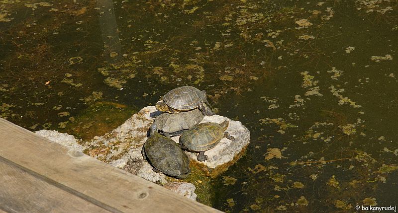 żółwie Butrint